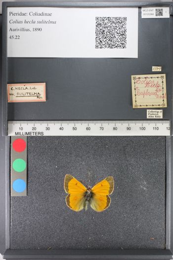 Media type: image;   Entomology 125384